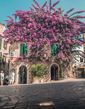 Pink flowers growing on a building at Lake Garda, Italy. Unsplash:curly beard