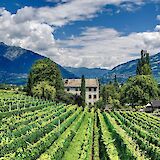 Tscherms Vineyard, South Tyrol, Italy. Marcus Ganahl@Unsplash