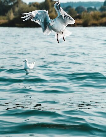 Seagulls, Lake Constance, Austria. Unsplash:Niklas Liniger