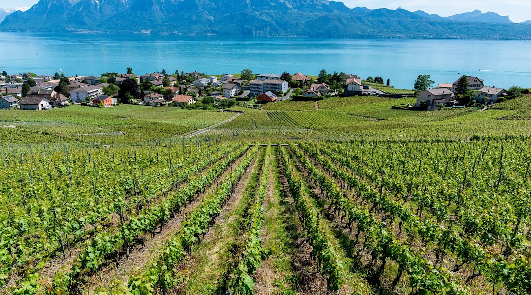 Vineyards at Bodensee, Switzerland. Gabriel Garcia Marengo@Unsplash