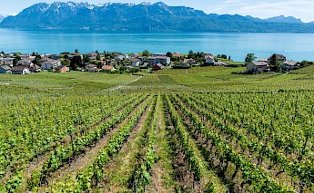 Vineyards at Bodensee, Switzerland. Gabriel Garcia Marengo@Unsplash