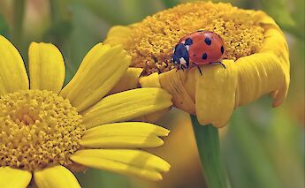 Flora & fauna in Holland! ©Hollandfotograaf