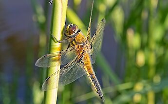 Flora & fauna in Holland! ©Hollandfotograaf