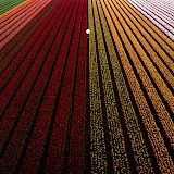 Tulip Fields in Belgium. Danasaki, Unsplash