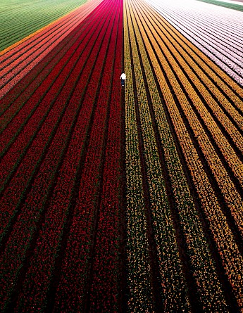 Tulip Fields in Belgium. Danasaki, Unsplash
