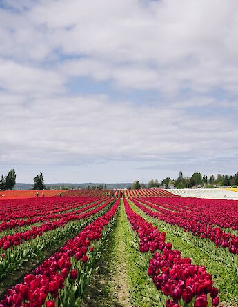 Tulip fields in the Springtime! Carter Rubio@Unsplash