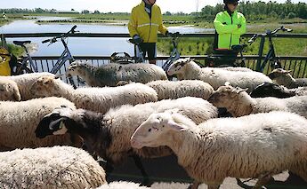 Two cyclists in bright jackets stand beside their bicycles on a path, surrounded by a flock of sheep, with a serene waterway and green landscape in Holland.
