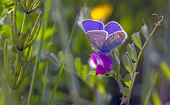 A butterfly with blue wings perched on a pink flower in a field in Holland.