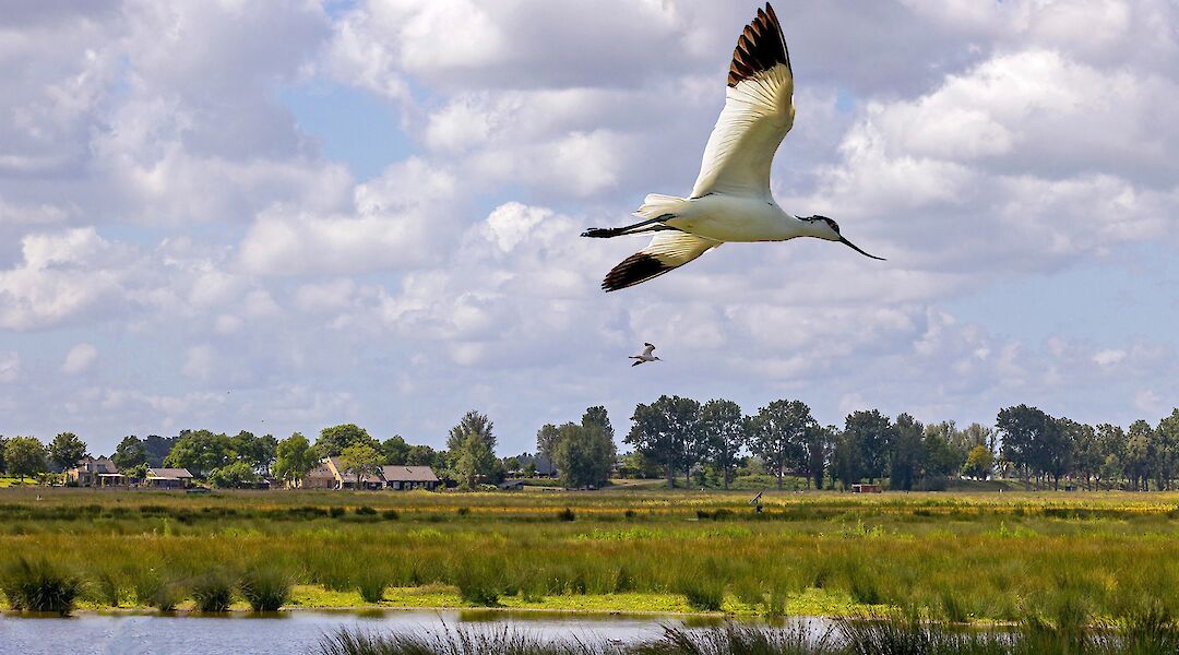 Avocet birds in Holland. ©Hollandfotograaf