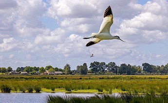An avocet bird flying over a marshland with trees and houses in the background.