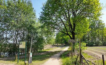 A tree-lined bicycle path in Holland on a sunny day.