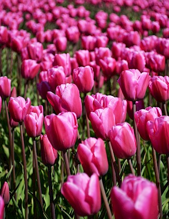 A vast expanse of pink tulips fills the foreground, showcasing the rich floral landscapes commonly found in Holland.