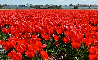 A vibrant field of red tulips stretches towards the horizon in Holland, with greenhouses and distant houses in the background.