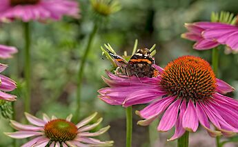 Flora & fauna in the Netherlands. ©Hollandfotograaf