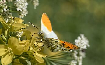 Flora & fauna in the Netherlands. ©Hollandfotograaf