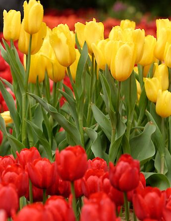 Tulips! Llee_wu@Flickr