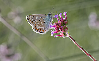 Blue butterfly in Holland. ©Hollandfotograaf