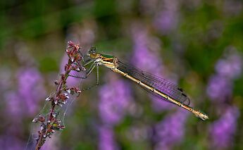 Emerald Damselfly in the Netherlands. ©Hollandfotograaf
