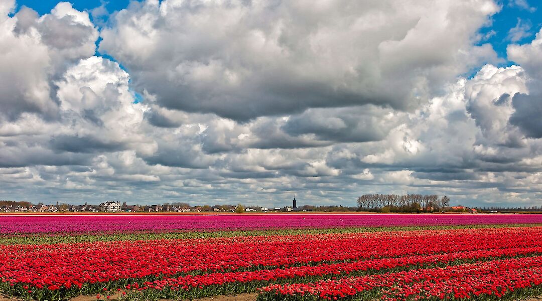 Tulip fields in the Springtime in the Netherlands! ©Hollandfotograaf