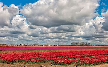 Tulip fields in the Springtime in the Netherlands! ©Hollandfotograaf