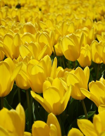 Tulips in Holland! Pug Girl@Flickr