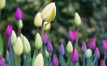 Tulips in Holland, of course! Susanne Nilsson@Flickr