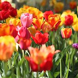 Tulips galore in Holland! Krystina Rogers, Unsplash