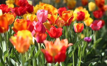 Tulips galore in Holland! Krystina Rogers, Unsplash
