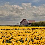 Yellow tulip fields in the south of Holland. ©Hollandfotograaf