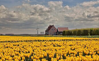 Yellow tulip fields in the south of Holland. ©Hollandfotograaf