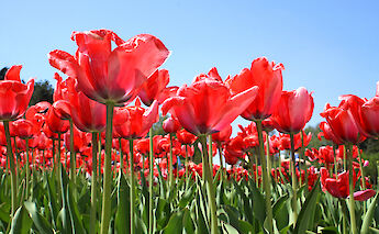 Tulips on the Amsterdam - Gouda - Bruges Bike and Boat Tour