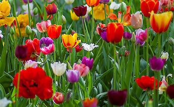 Tulips galore in Holland! Yokselzok@Unsplash