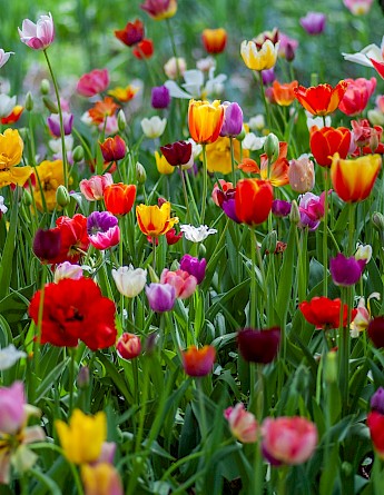 Tulips galore in Holland! Yokselzok@Unsplash