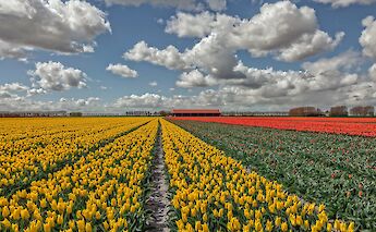 Tulip fields in Springtime in the Netherlands. ©Hollandfotograaf