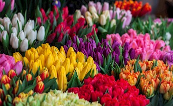 Tulips galore in Holland! John-mark Smith, Unsplash