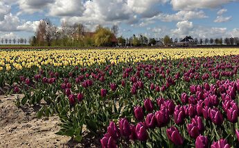 Tulips in Holland! ©Hollandfotograaf