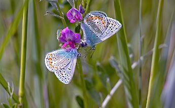 Dutch countryside! ©Hollandfotograaf