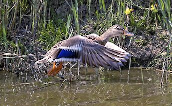 Mallard taking flight in the Netherlands! ©Hollandfotograaf