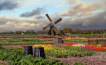 Tulips in North Holland. ©Hollandfotograaf