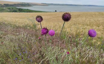 Lake Bugeac in Northern Dobruja, Romania.