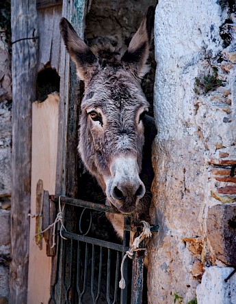 Donkey on Mljet, Croatia. Milivoj Kuhar@Unsplash
