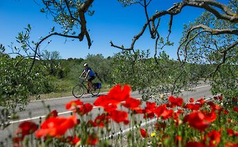 Šolta Island in Split-Dalmatia County, Croatia.