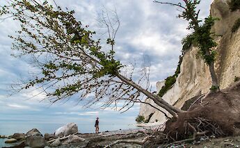Fallen tree on the Island of Møn, Denmark. Flickr:News Oresund