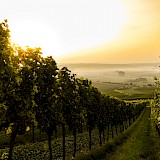 Hillside vineyards are the norm in Germany. Sven Wilhelm, Unsplash