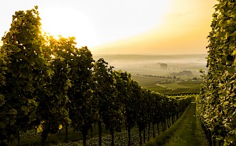 Hillside vineyards are the norm in Germany. Sven Wilhelm, Unsplash