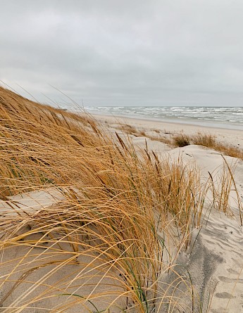 Close-up view of tall grasses on sand dunes by the sea at the Curonian Spit.