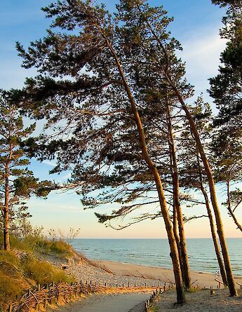 A sandy path leading through tall trees toward the Baltic Sea under a clear blue sky in Palanga, Lithuania.