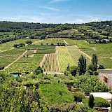 Vineyards in Provence, France. Eric Masur, Unsplash