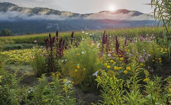 Flowers and mountains, Via Rhona. Unsplash:Free Nomad