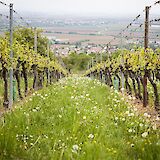 Vineyards overlooking Riquewihr, Alsace, France. FlashDantz@Unsplash